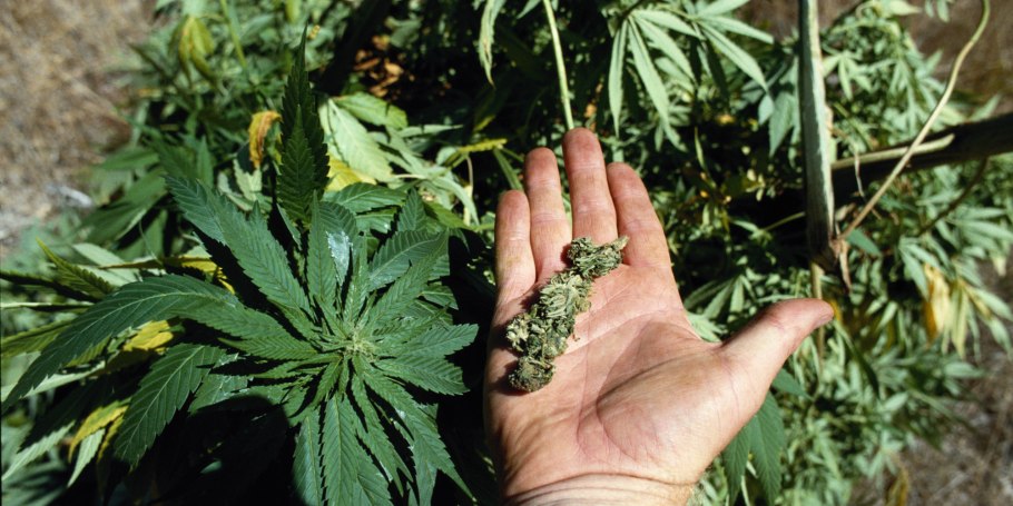 Горец Сахалинский бамбук