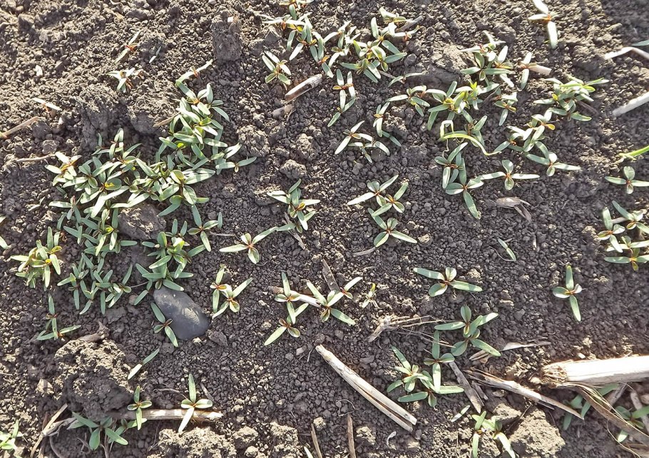 Методы борьбы с амброзией полыннолистной