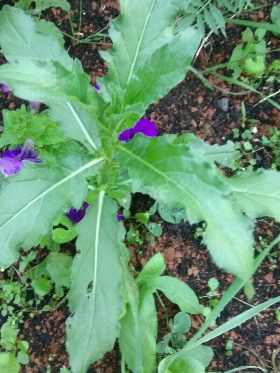 Конопля курительная