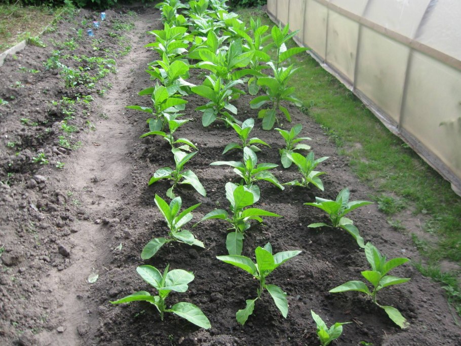 Придорожные сорные растения