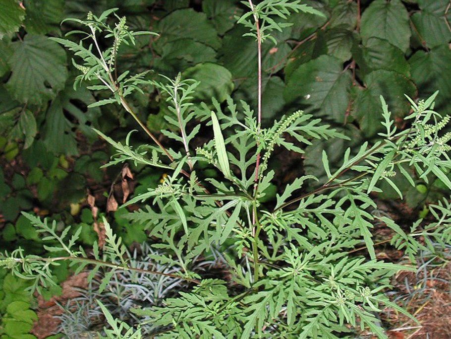 Горец вьюнковый (Polygonum Convolvulus l.)