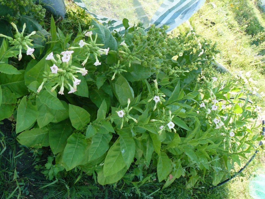 Сорняк дурман трава