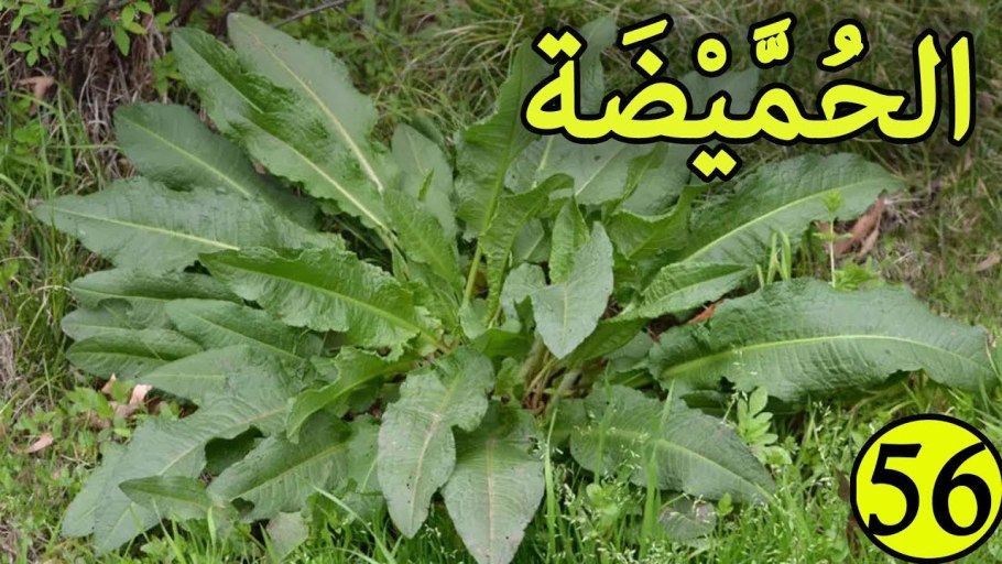 Cuscuta epithymum (Cuscutaceae)