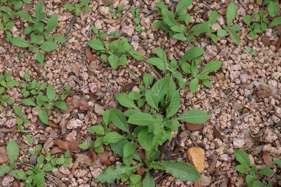 Подмаренник цепкий сорняк всходы