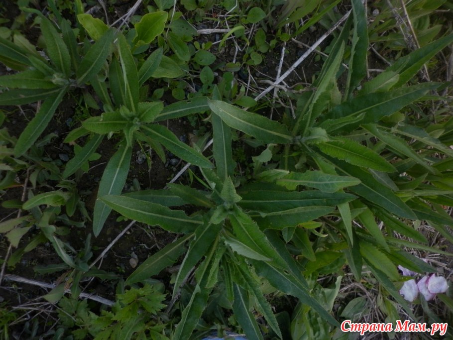 Ambrosia psilostachya