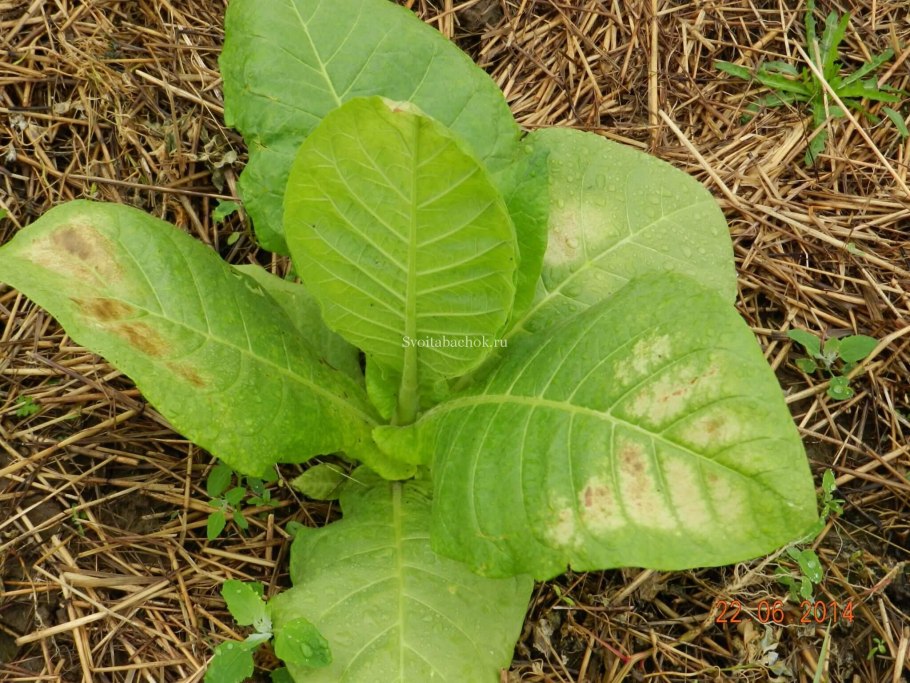 Амарант запрокинутый щирица обыкновенная
