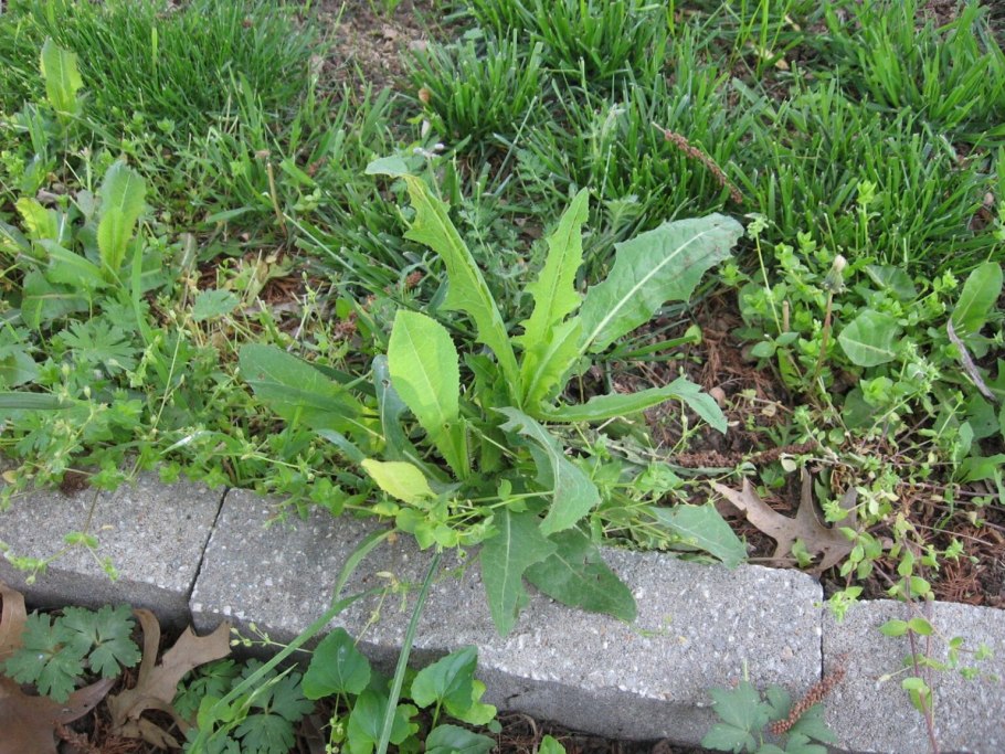 Сорняк Чарли ползучий