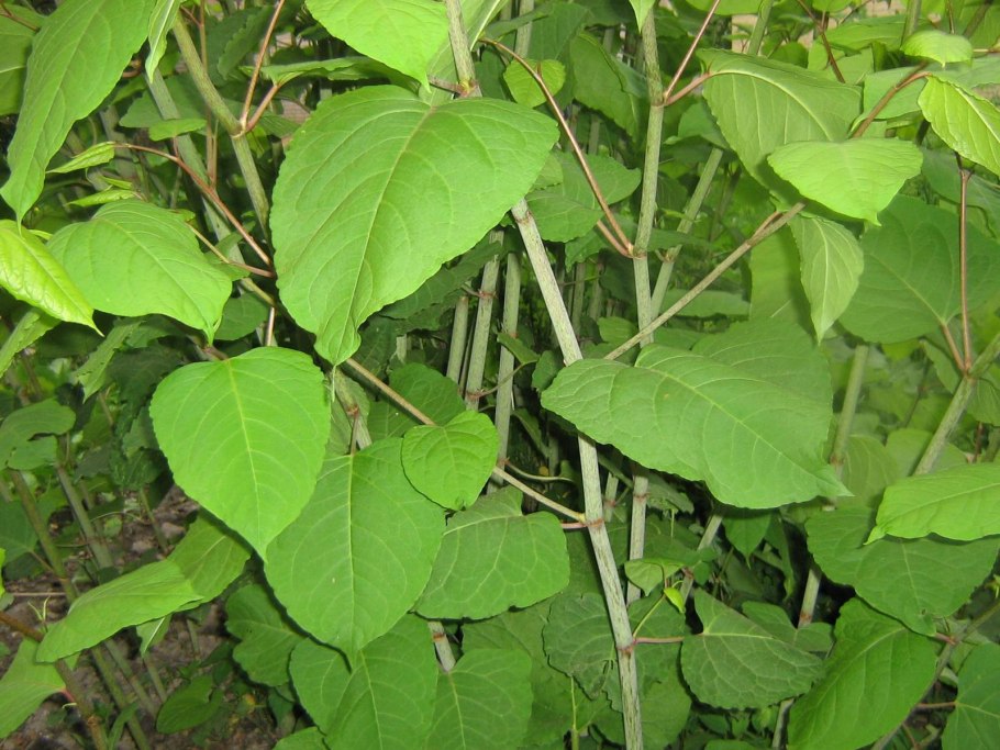 Сорняк татарник