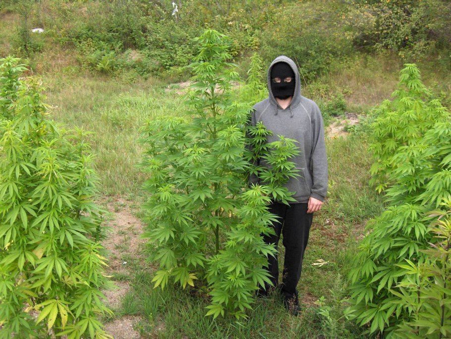 Сорняки портулак и сныть