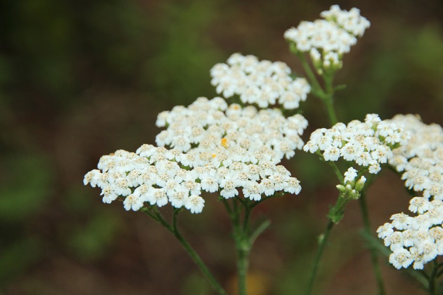 Тысячелистник птармика (Achillea ptarmica)