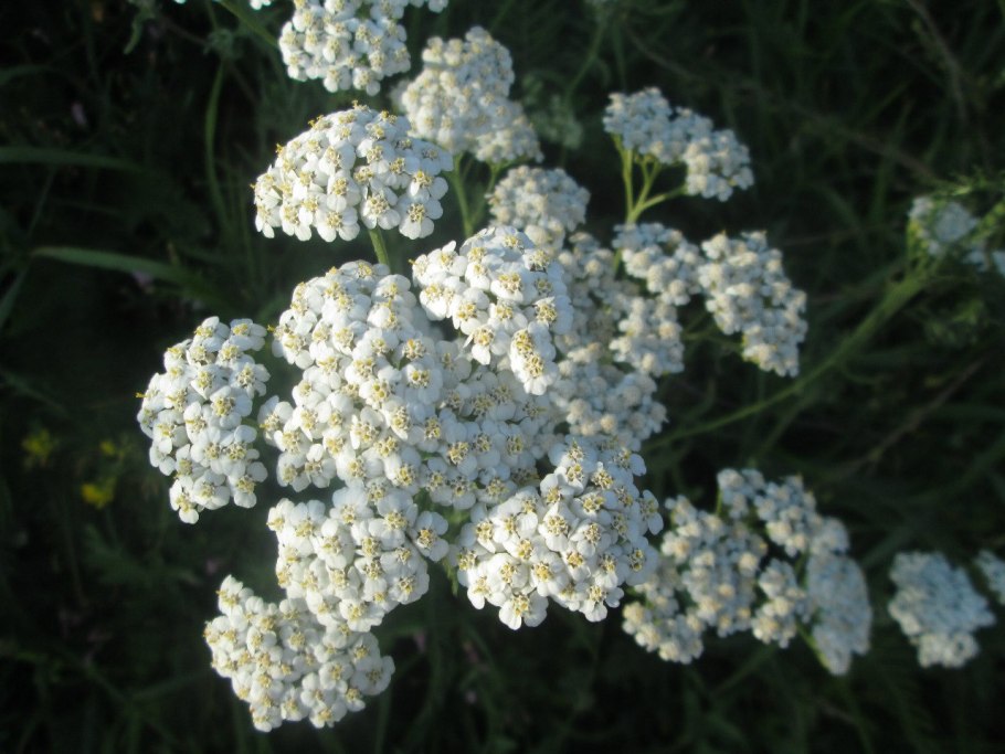 Тысячелистник Achillea 'Laura'