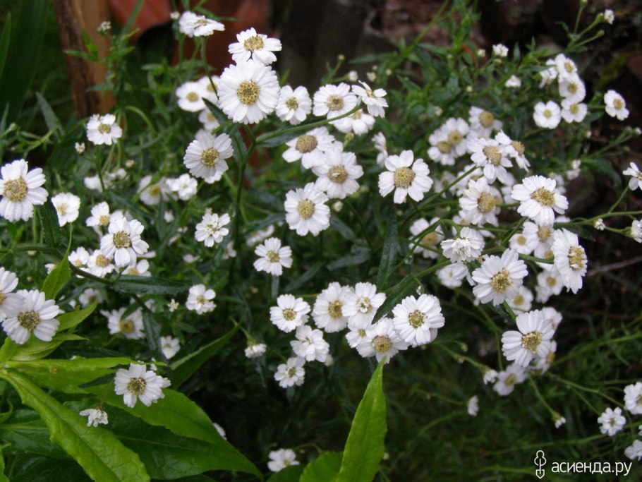 Тысячелистник Achillea ptarmica