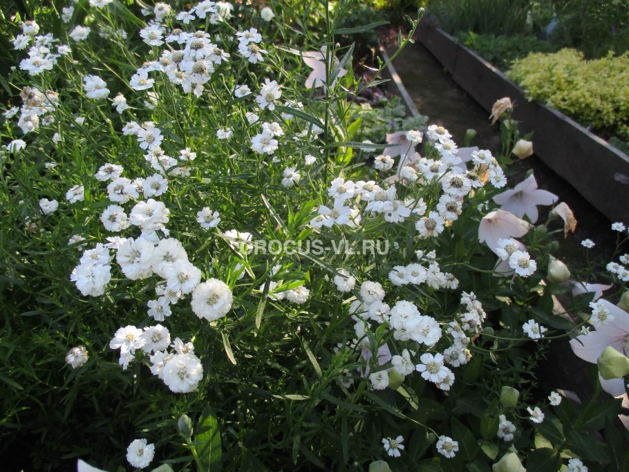 Achillea ptarmica l.