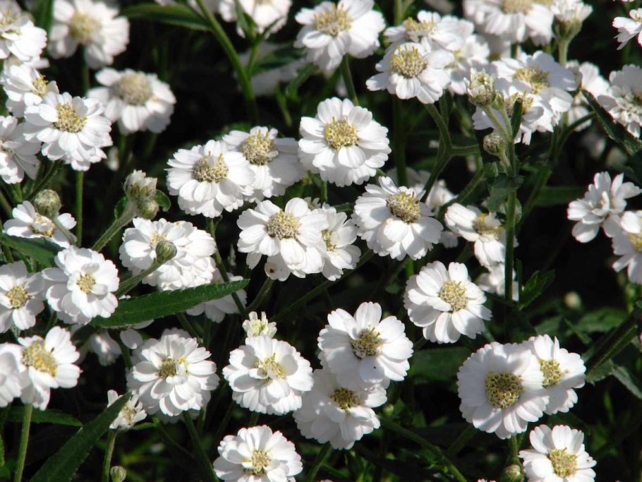 Тысячелистник Сербский, Achillea serbiса