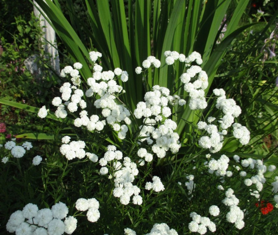 Тысячелистник обыкновенный (Achillea millefolium)
