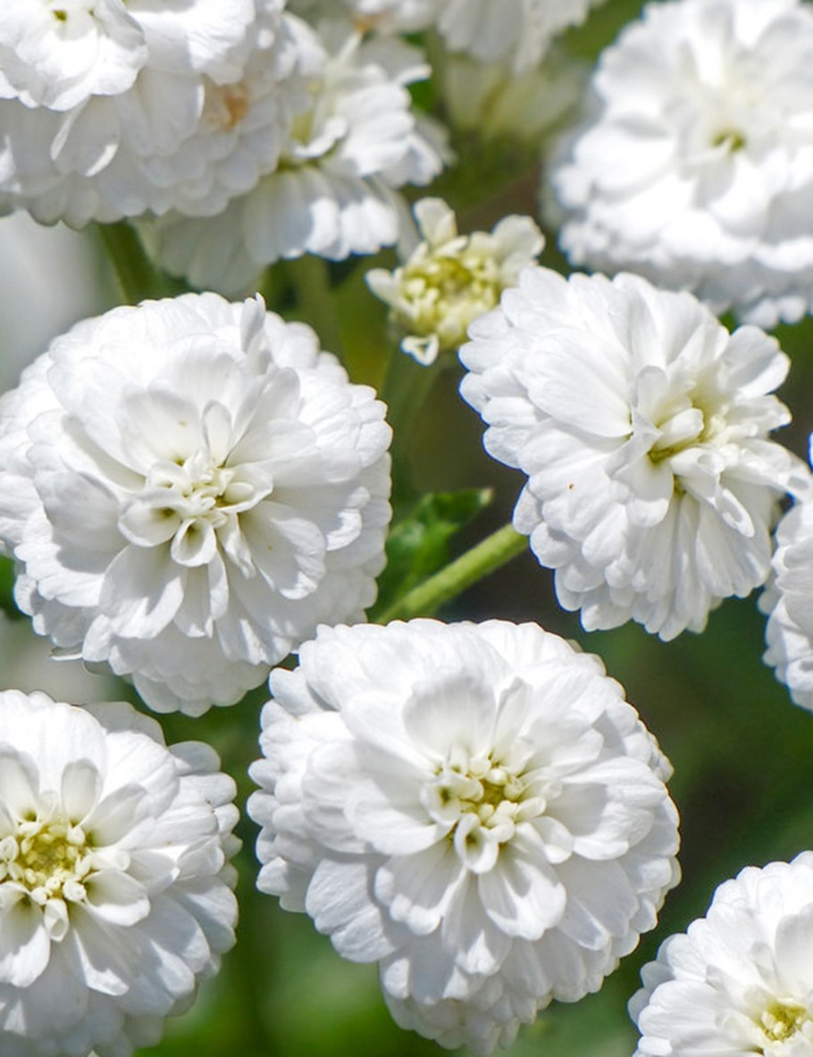 Millefolium, i n (тысячелистник