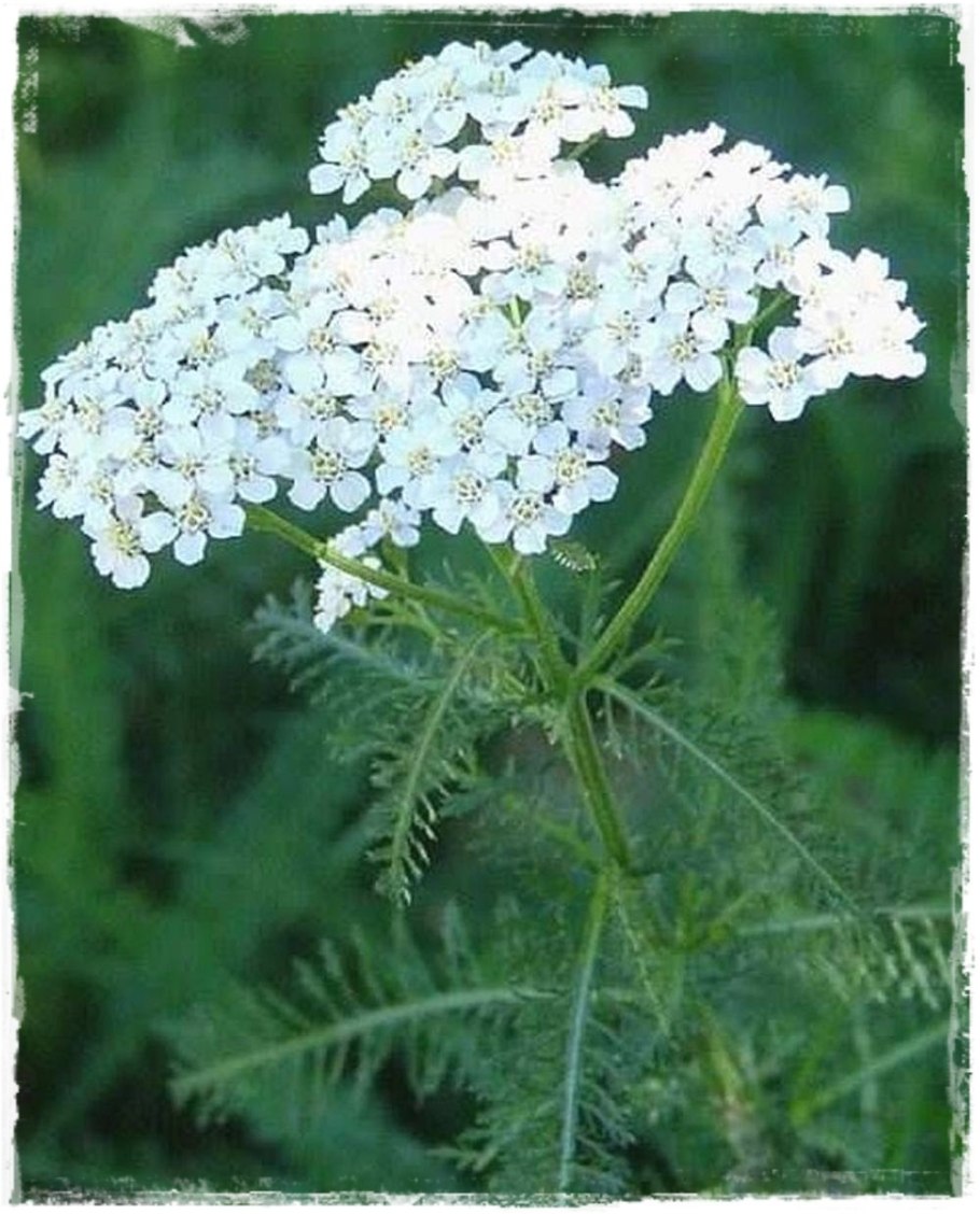 Тысячелистник птармика (achilleaptarmical.) «Жемчужница» (f. Schneeball)