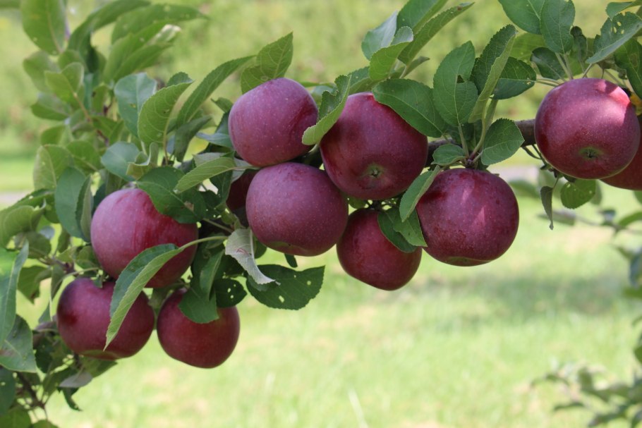 Яблоня Лесная Malus Sylvestris Mill.