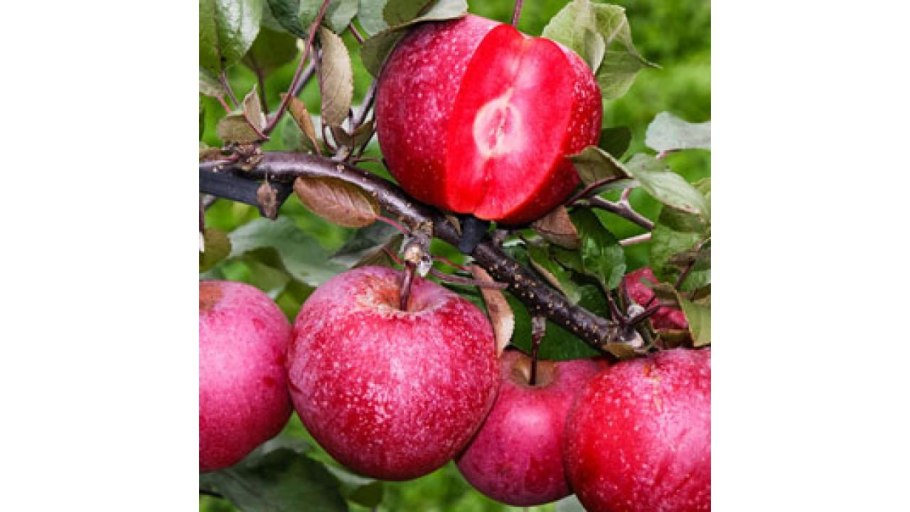 Цветение дички яблони