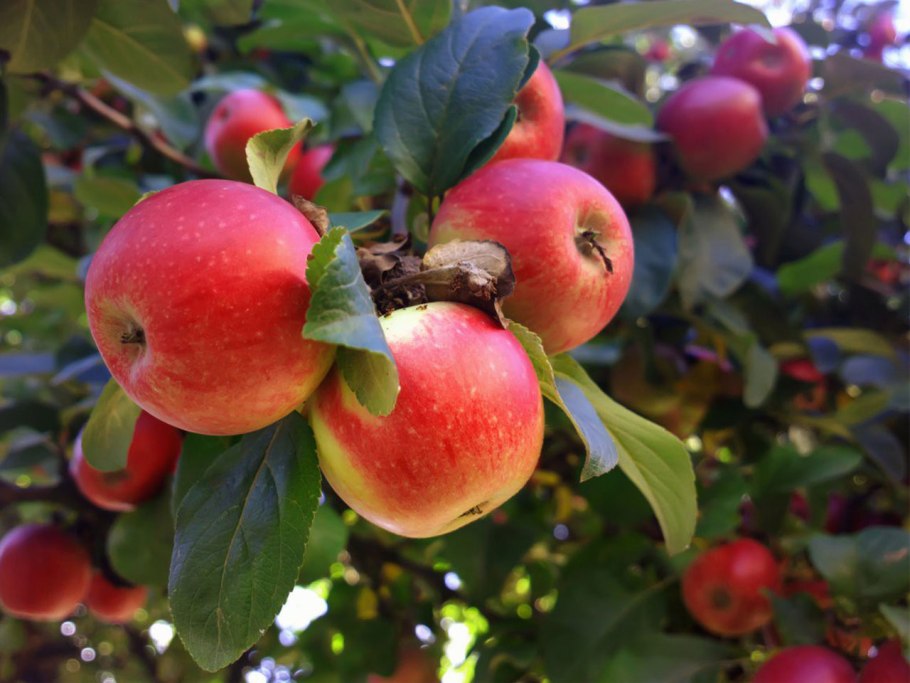 Яблоня Роял макинтош