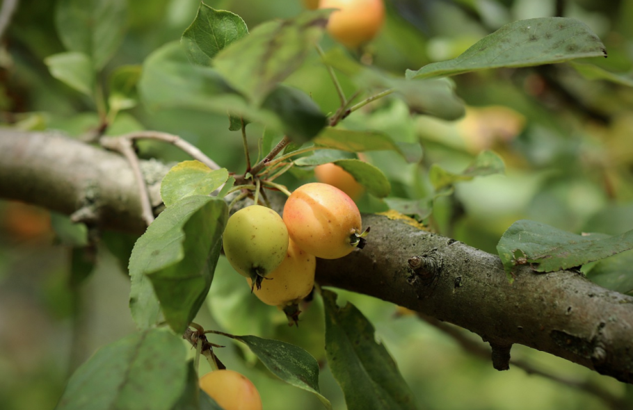 Яблоня Дикая Malus Sylvestris