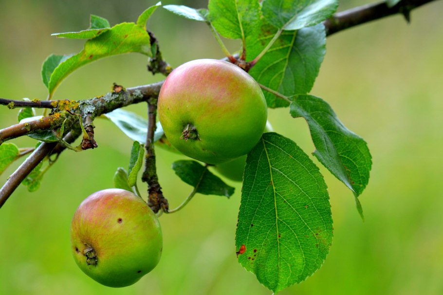 Сорт Строевское яблоня