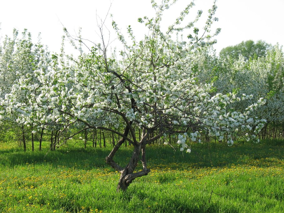 Яблоня Дикая Malus Sylvestris