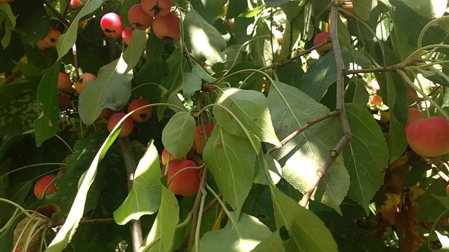 Сорт яблони Эмпайр