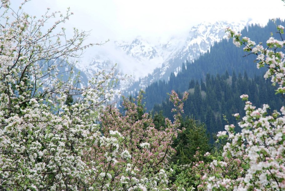 Яблоня айовская