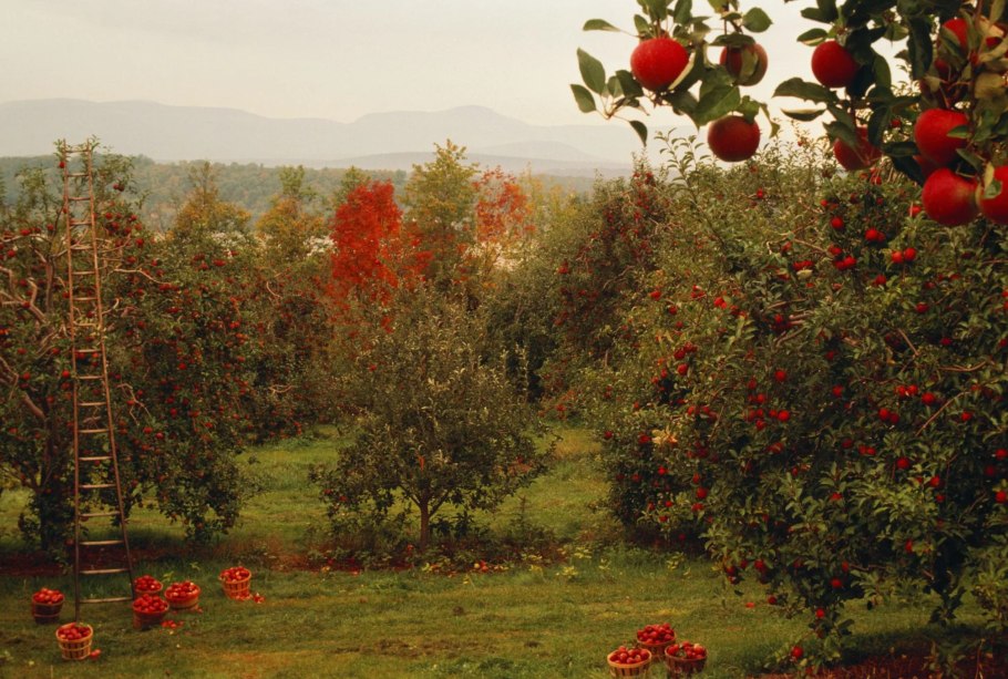 Плоды дикой яблони