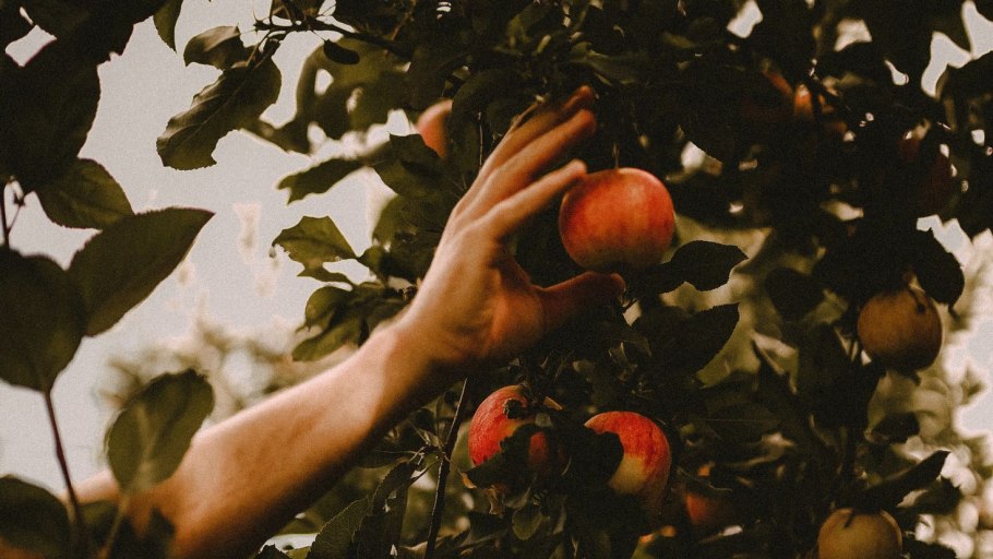 Яблоня дичка плоды