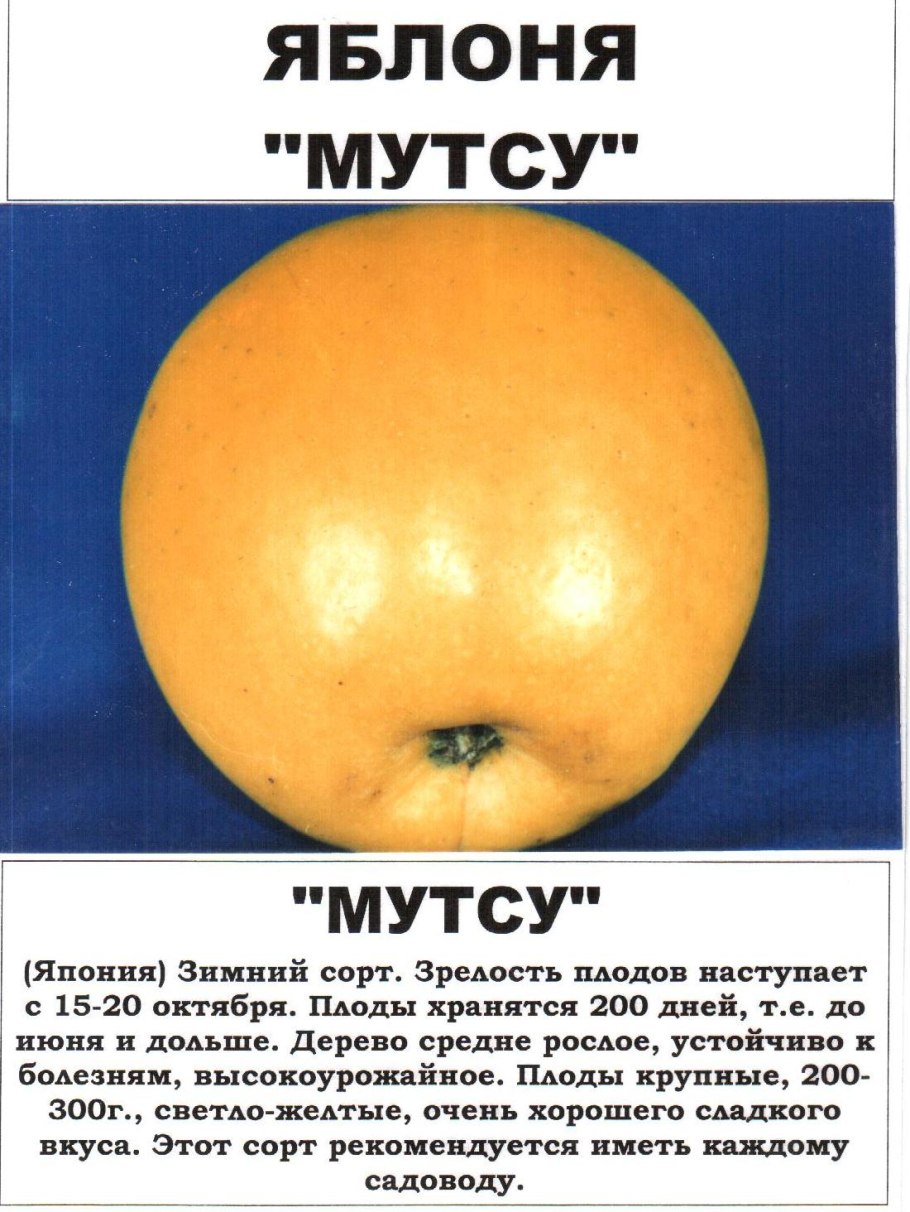 Янтарка Дикая яблоня