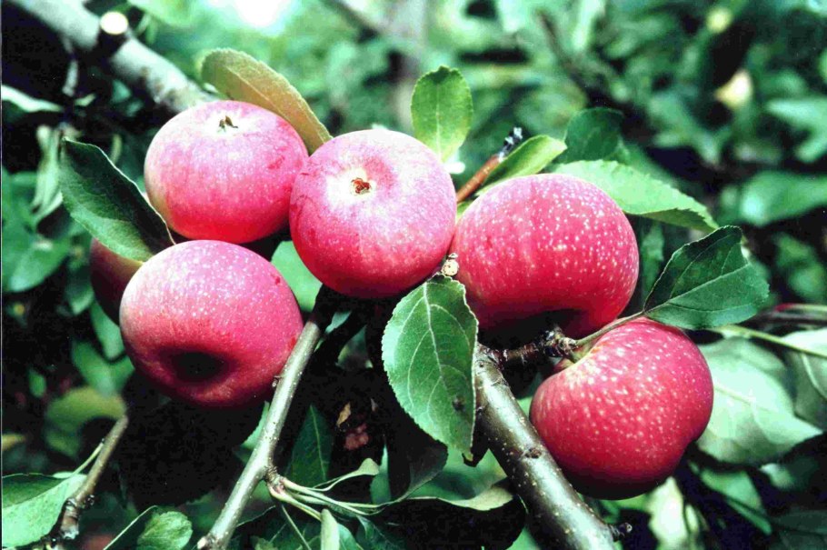 Яблоня ред кетти