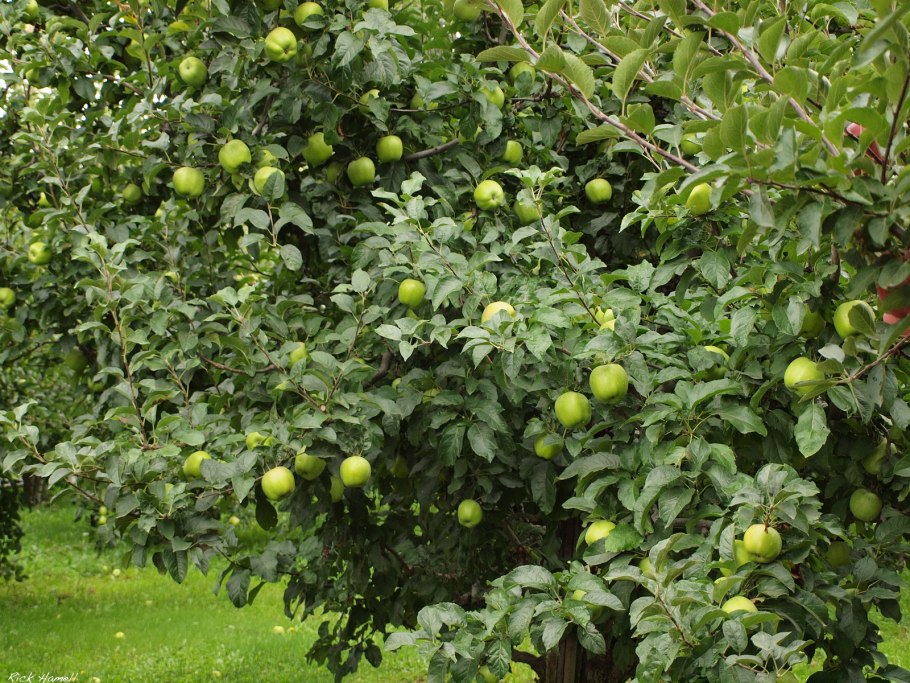 Яблоня Уэлси дерево