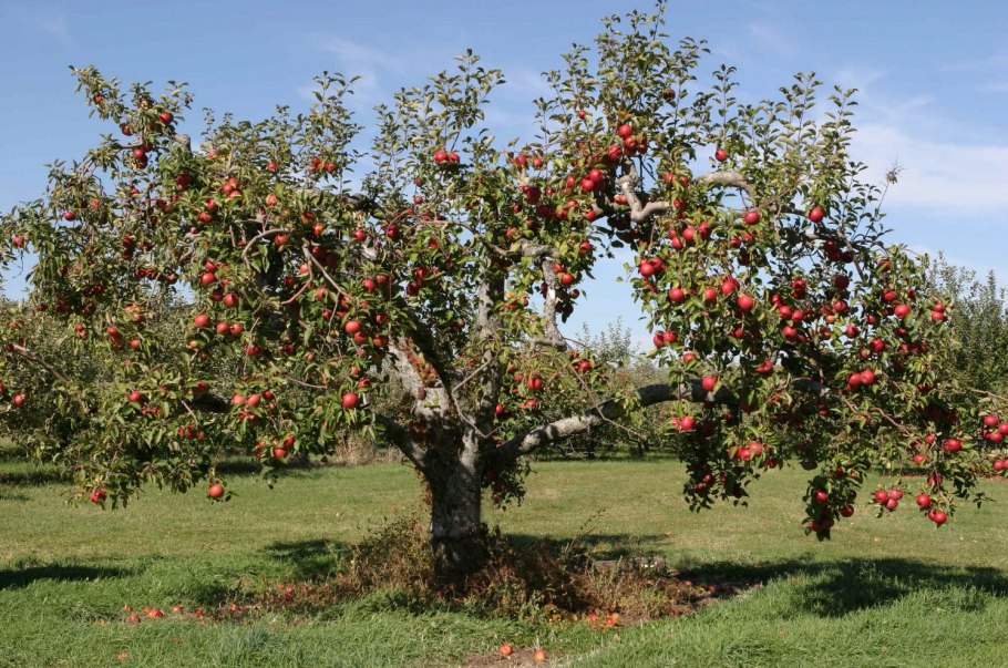 Яблоня Дикая Malus Sylvestris