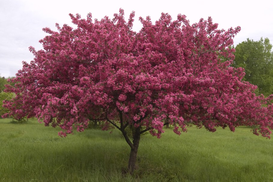 Яблоня "роялти" - Malus "Royalty"