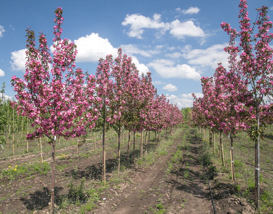 Яблоня декоративная Malus Everest