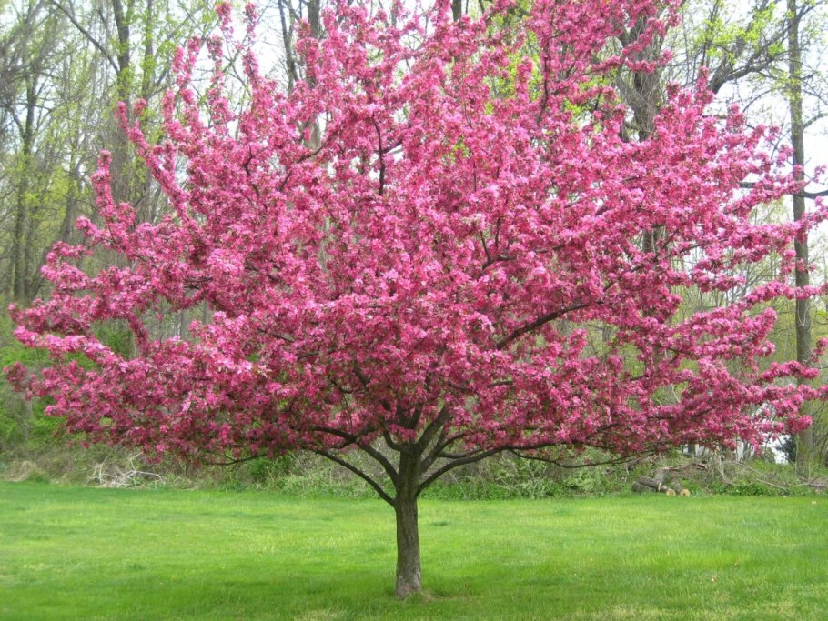 Яблоня malus rudolph