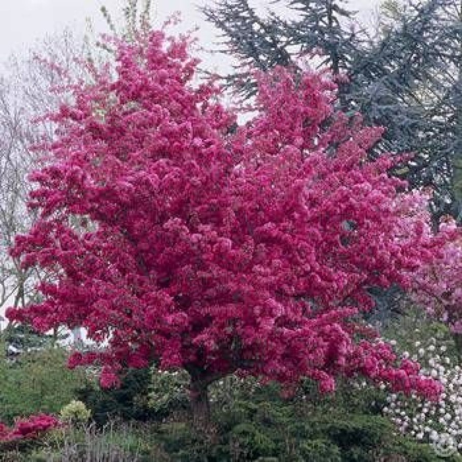 Malus Evereste яблоня