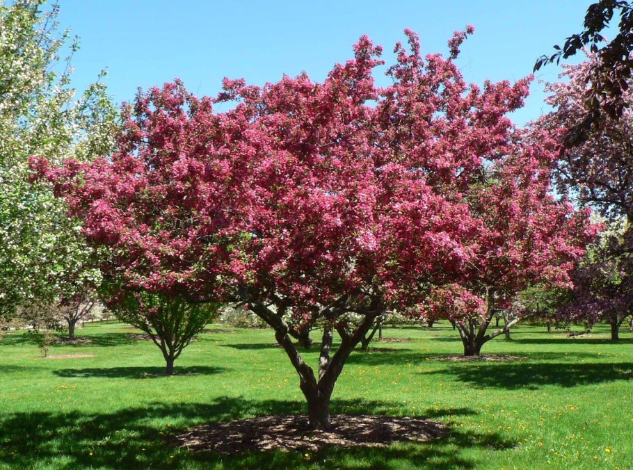 Яблоня обильноцветущая Malus floribunda