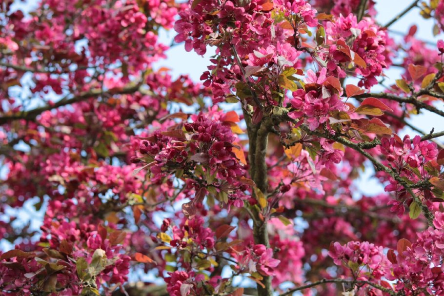 Яблоня (Malus) Малиновка