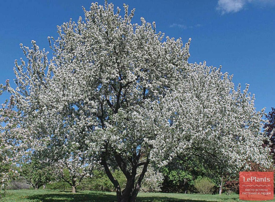 Яблоня Ягодная Malus baccata
