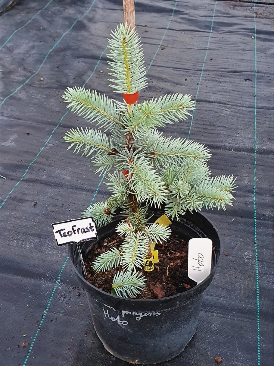 Ель колючая 'Olivia'