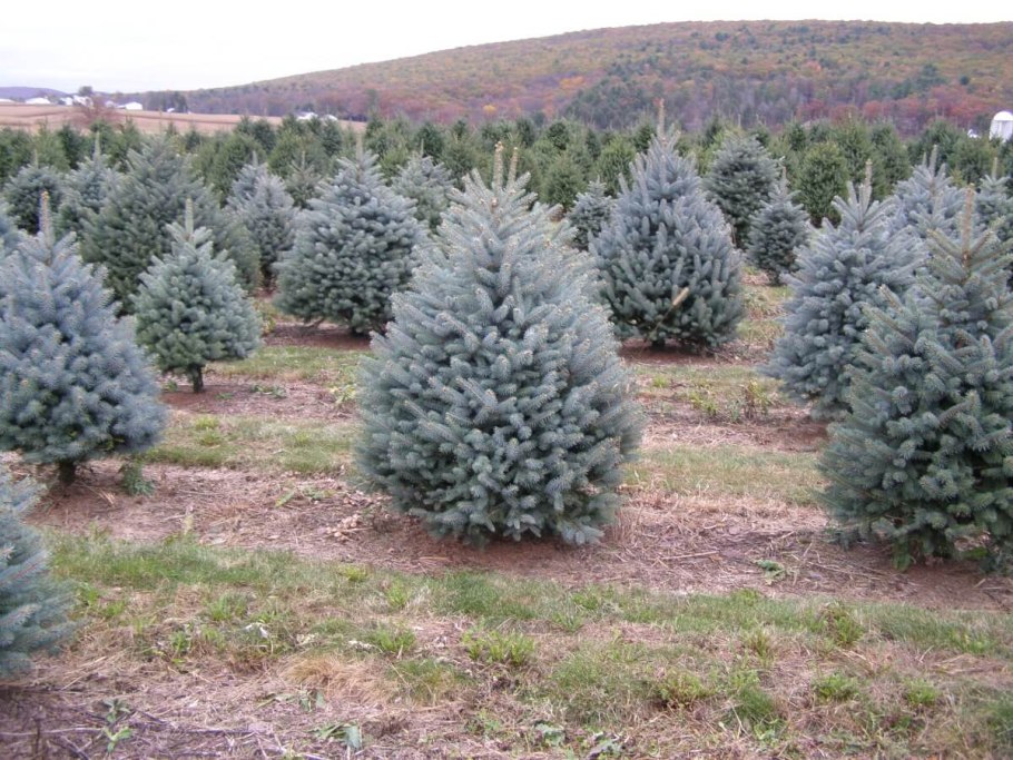 Ель колючая Маджестик Блю