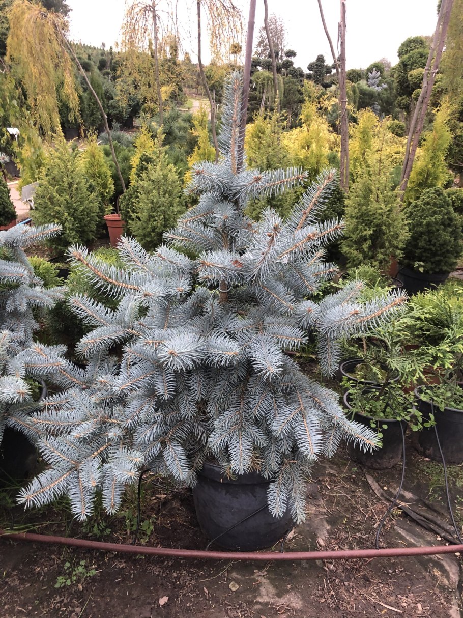 Ель голубая колючая hoto