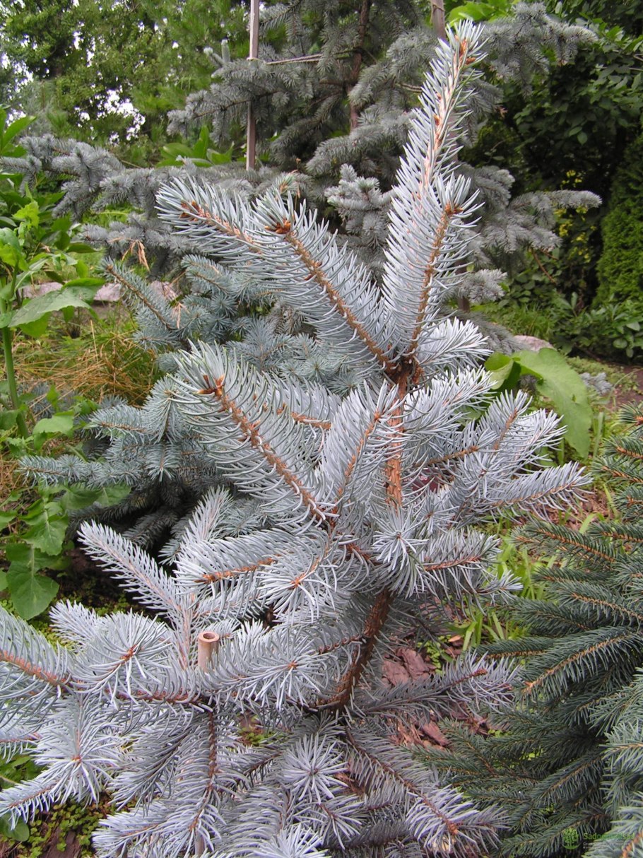 Ель колючая Саншайн