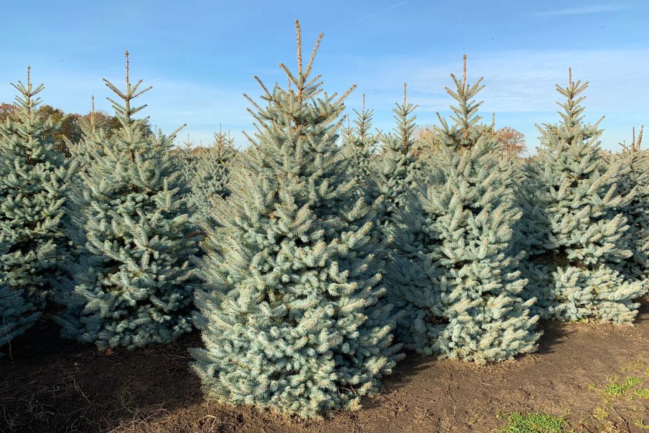 Ель колючая glauca globosa