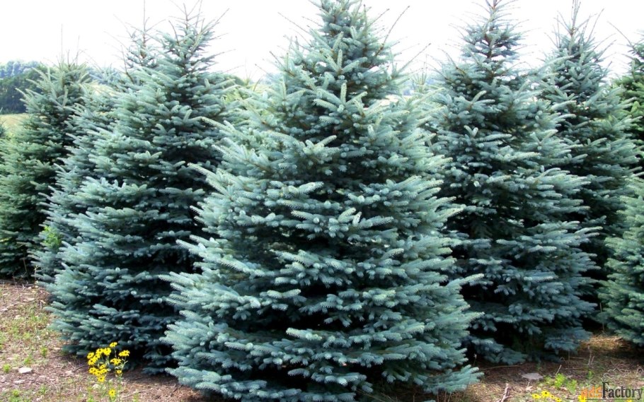 Ель колючая фат Альберт