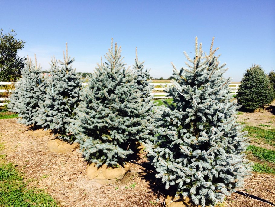 Ель колючая Picea pungens Hoopsii