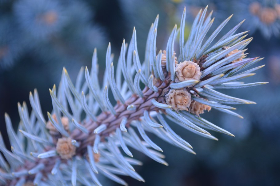 Ель колючая Глаука Маджестик